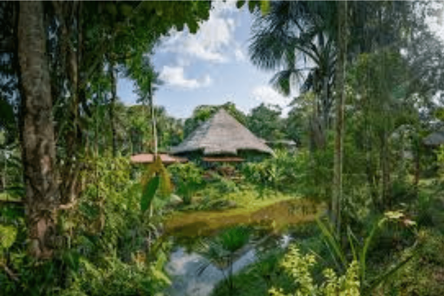 Ayahuasca Retreats for Women: A Sacred Journey of Healing and Transformation