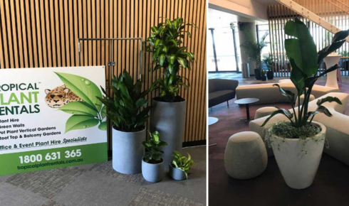 Tropical Plant Rentals Indoor Plant Hire